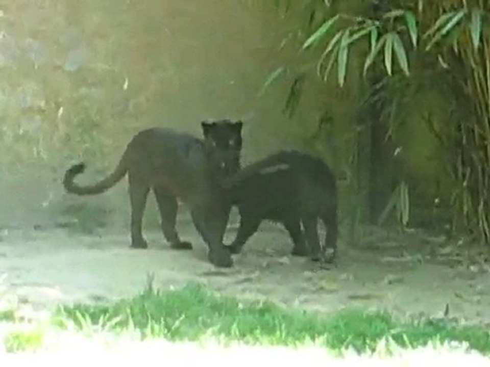 Zoo la Boissière du Doré : panthères noires