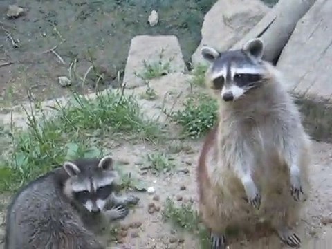 Zoo la Boissière du Doré : ratons laveurs