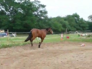 1ere carriere unter au galop