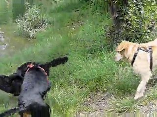 cayenne ulina tina a l'eau