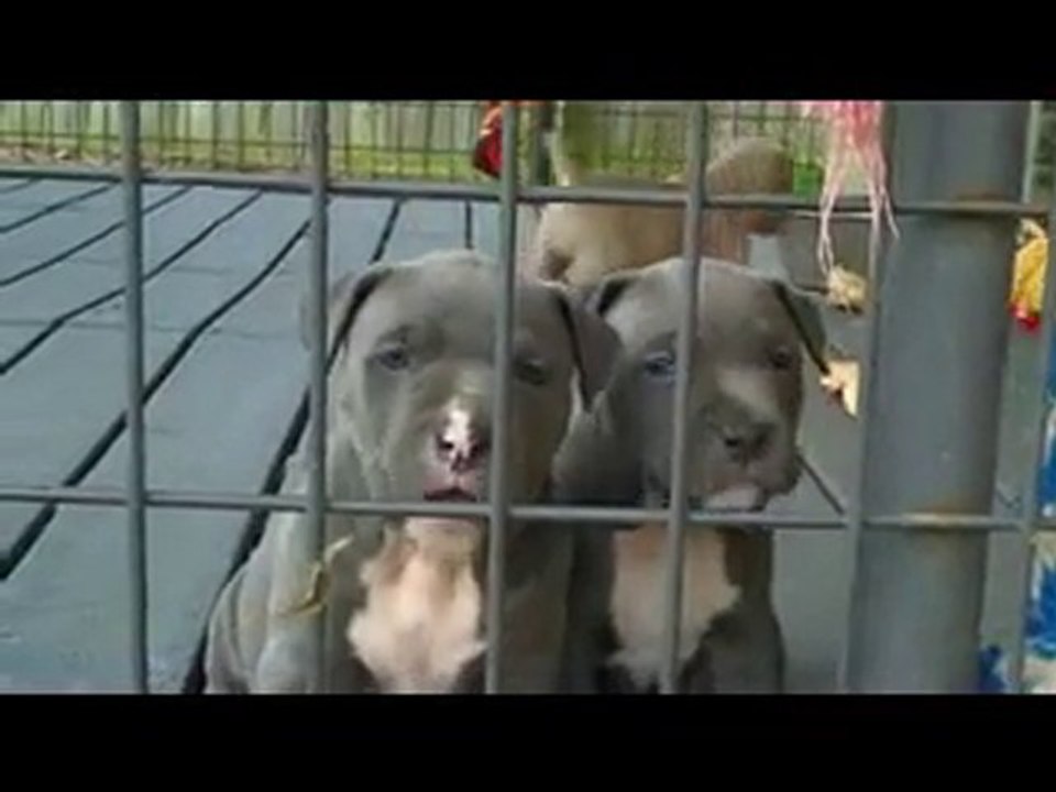 Pits 5 weeks old
