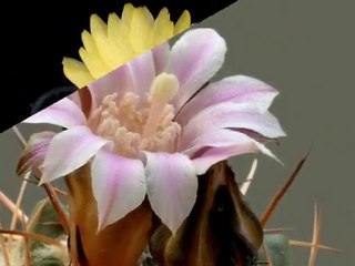 Alibabki-Kwiat jednej nocy