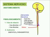 anatomia humana  SISTEMA NERVIOSO CENTRAL