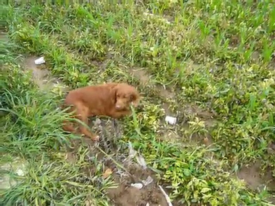 Myasthenie grave chez un chien