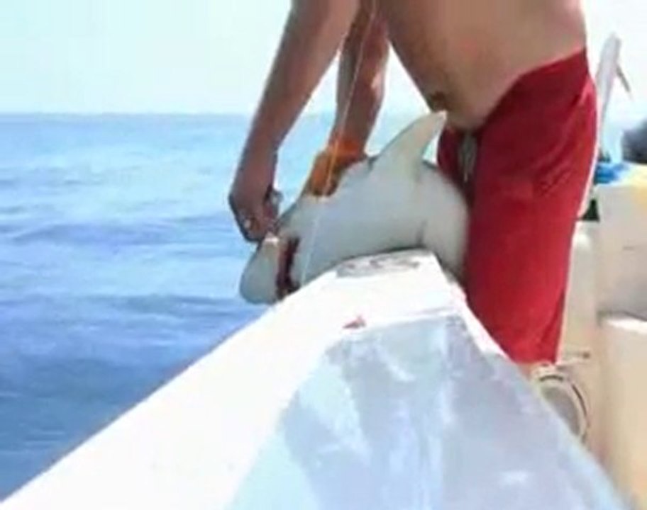 Man VS Shark  -  Shark Win