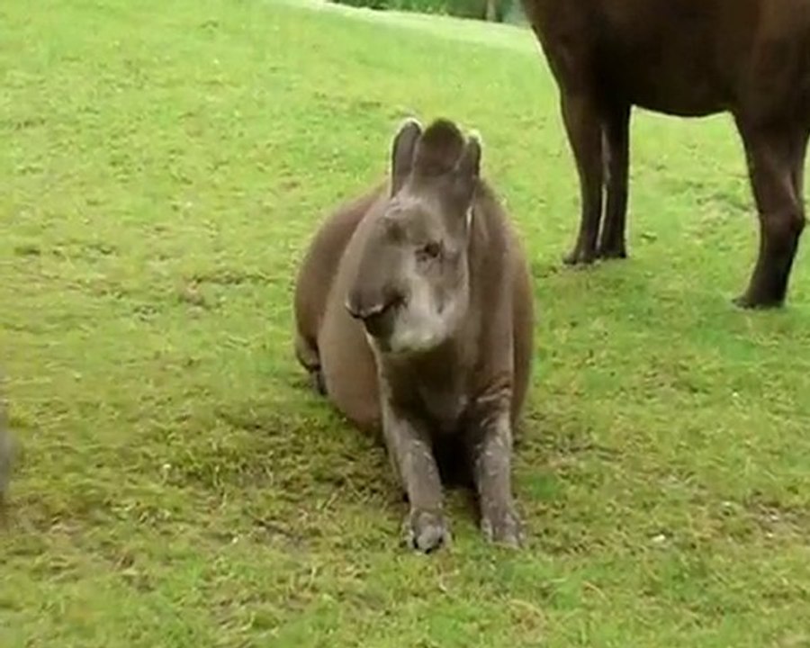 Zoo de la Flèche_Tapirs et Bananes