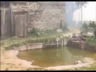 Du poils et de la plumes