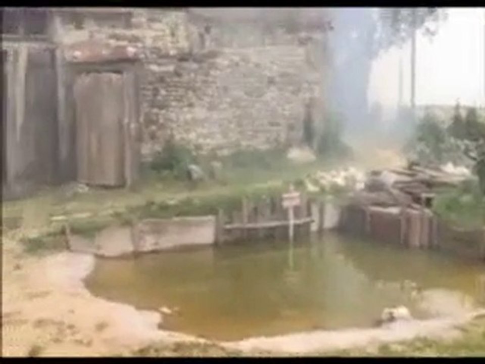 Du poils et de la plumes