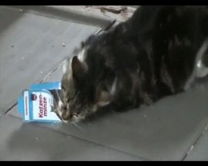 Felicia - 26 mai 2010