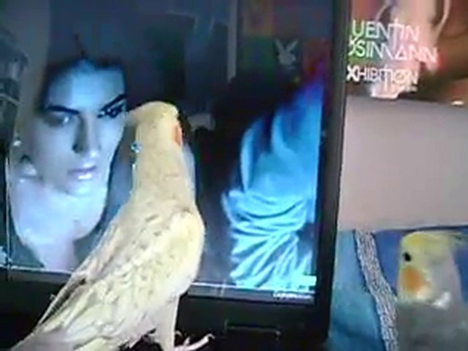 coco paloma 2 toc toc