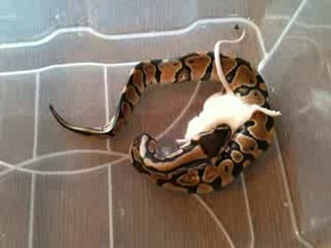 Le premier repas de Scofield, notre Python Regius Male