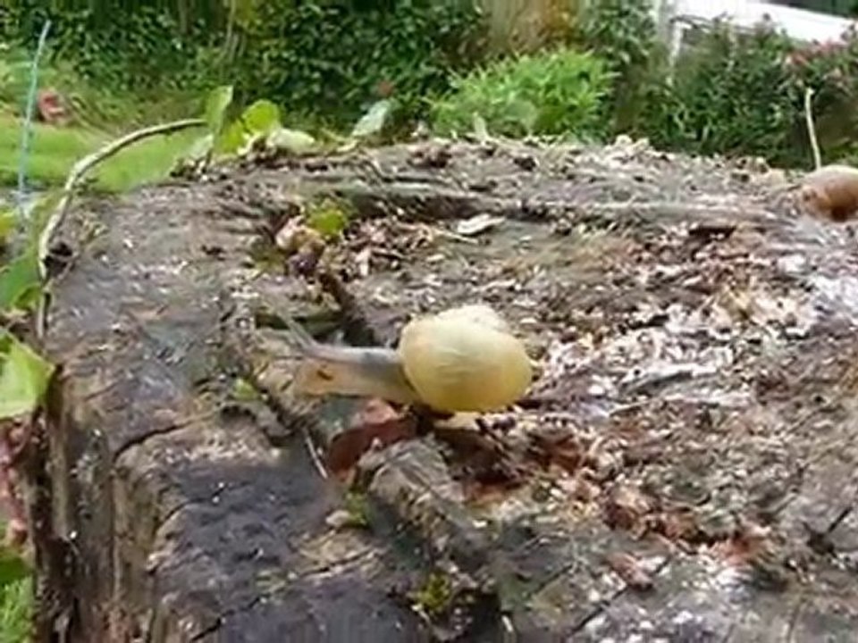 Escargots de juin "la grande vadrouille" 686