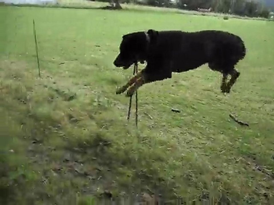 Loulou qui saute les 1M