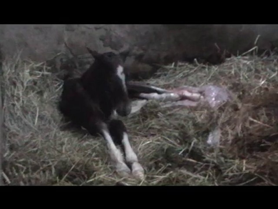 naissance de notre poulain Actarus