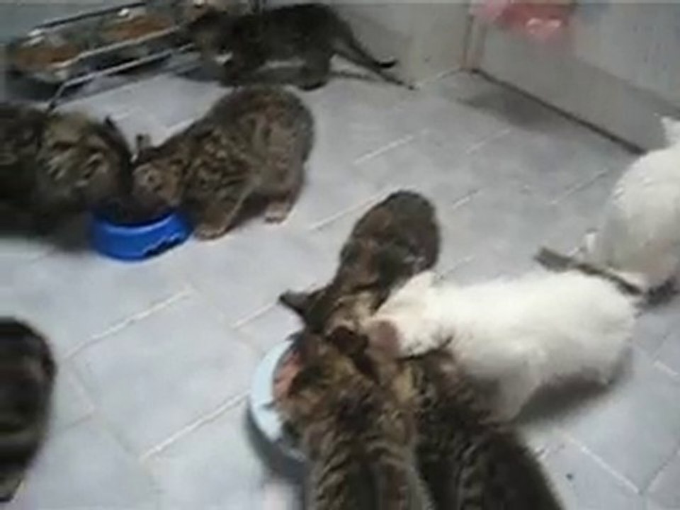 CATSHOUSE JUIN 2010 001