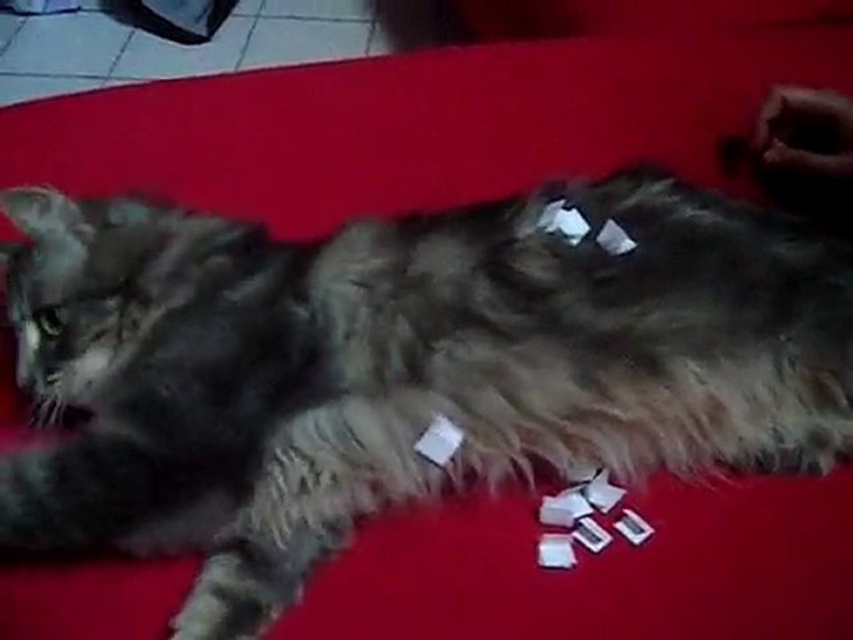 loukoums 01 long!....Guillimout'