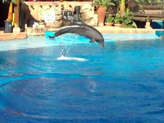 Δελφίνια στο uShaka Marine World