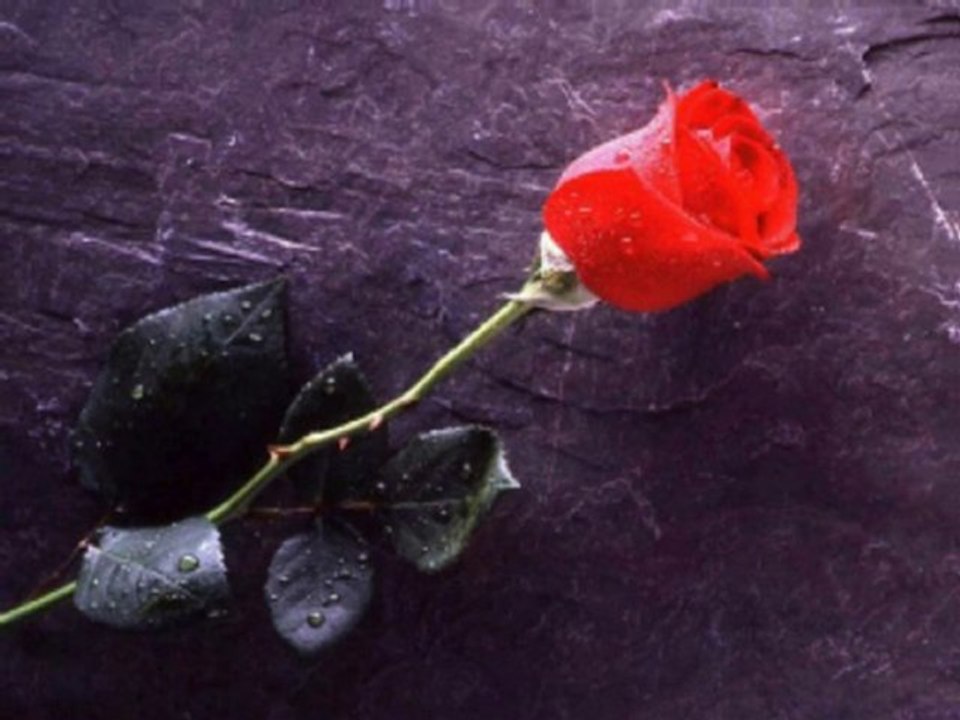 Enjoy the silence (Dedicated to my V.I.P.)