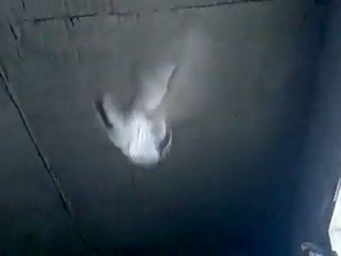 Tavancı Taklacı Güvercin