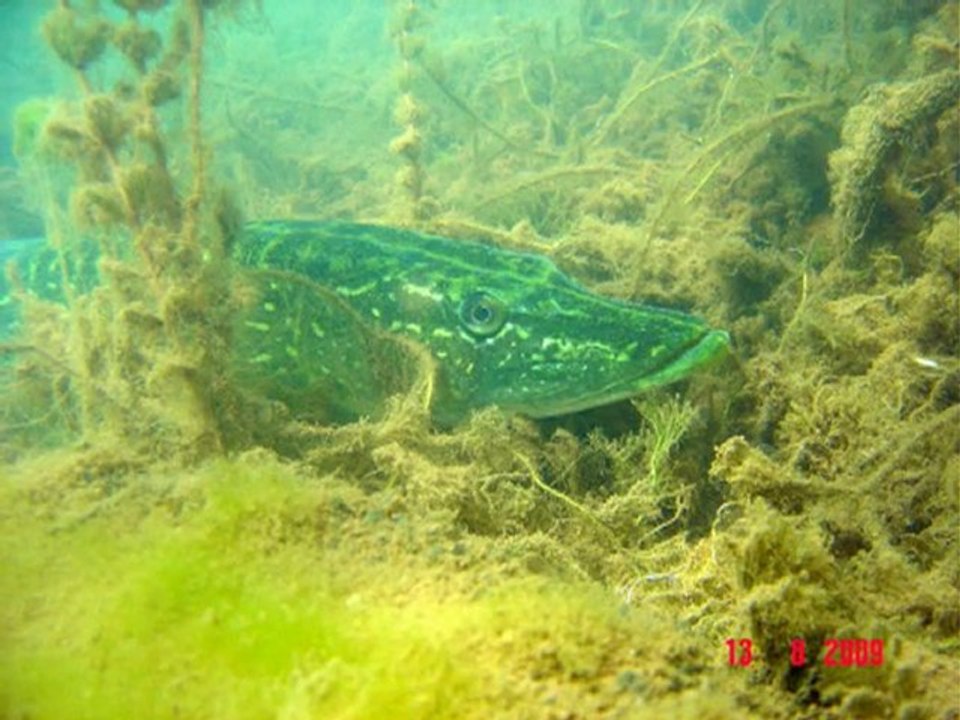 Diaporama,Brochets du Salagou