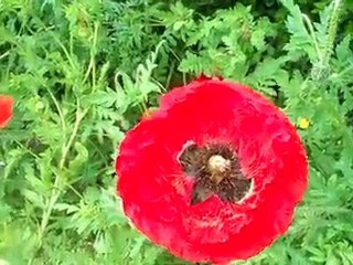 Abeille domestique ou Apis mellifera mellifera et le bourdon
