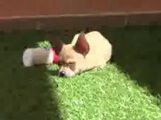 chihuahua: tomando sol. Venta: 665 92 16 55.