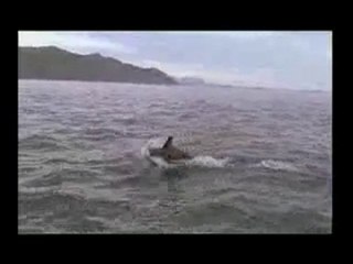 El Anuncio Del Delfin Mixta