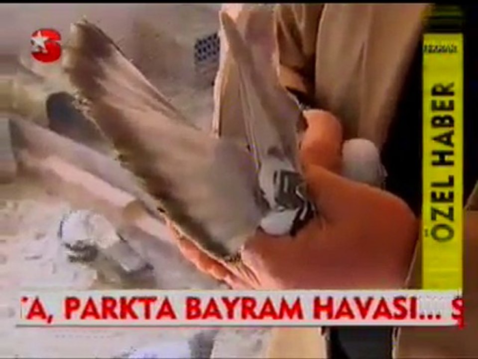 Otomobil Fiyatına Güvercin 2