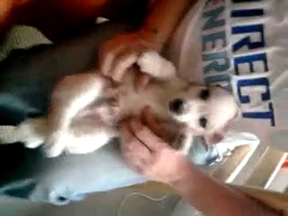 Filou