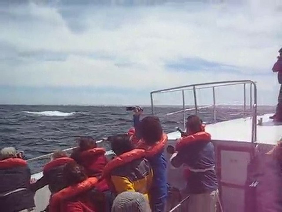 Baleines au Large de Puerto Madrin (Argentine)