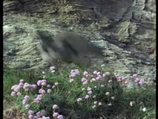 Güvercinlerin Korkulu Rüyası - Yırtıcı Kuşlar