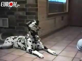 chien et chat qui parles