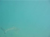 Requin à pointe noire, sur la cote d'une ile de Perhentian