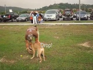 Dog Training: Fetch & Drop with Gabriel