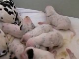 Chiots dalmatiens 10 jours