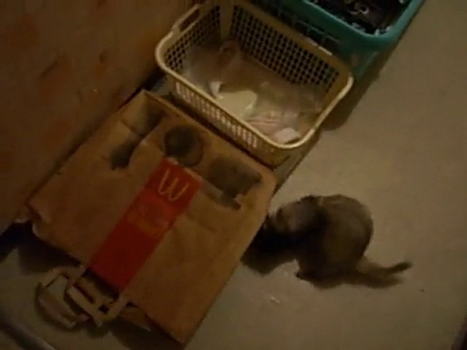 Comète la furette court avec son singe en peluche / my ferret runs with her plushie