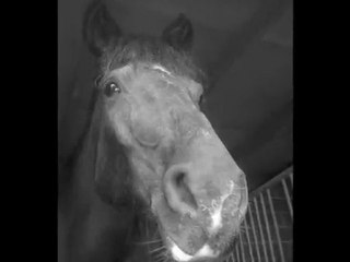 Ferme equeste des 4 vents ♥