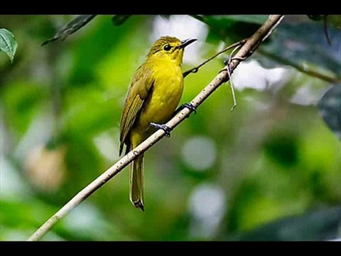 ötme bülbül müziksiz ilahi