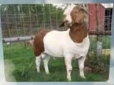 What You Must Know About Boer Goats