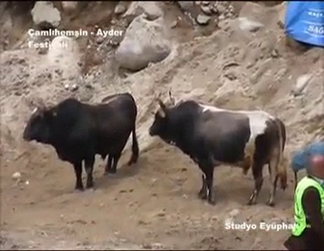 ÇAMLIHEMŞİN - AYDER FESTİVALİ