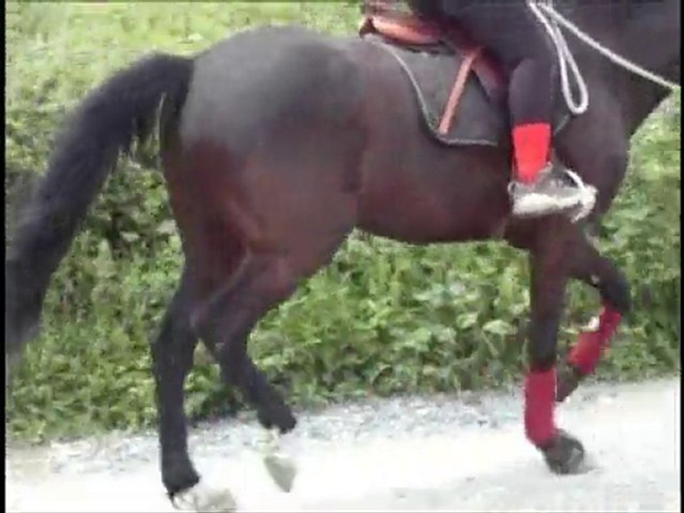 Olten au trot 20 juin 2010
