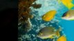 Scuba Diving Florida Keys - Florida Keys Scuba Diving Guide