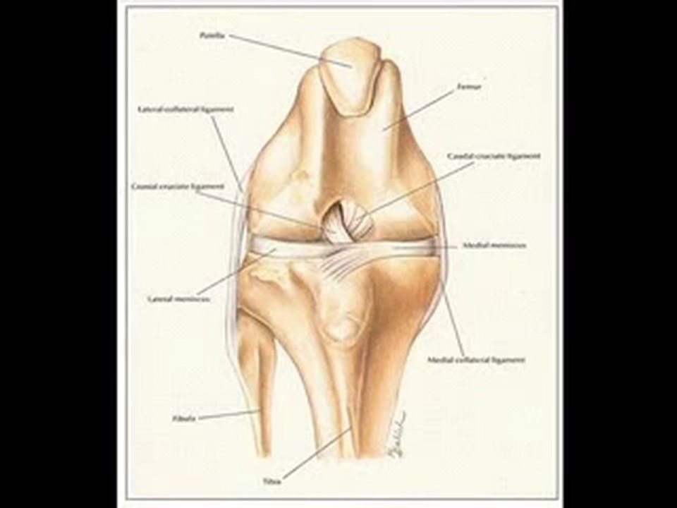 Knee Injuries in Pets