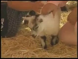 Diseases We Can Get From Animals