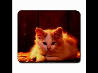 Exotic Mouse Pad in Large Size