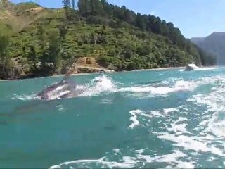 Best things to do in the Marlborough Sound