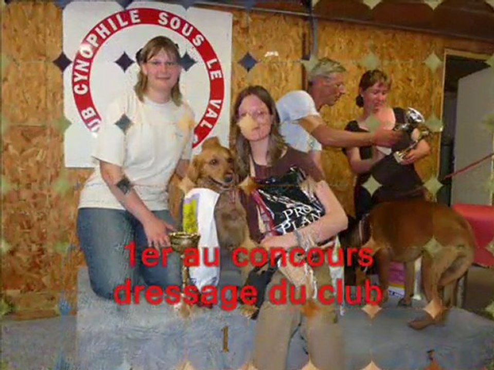 VIP GOLDEN RETRIEVER