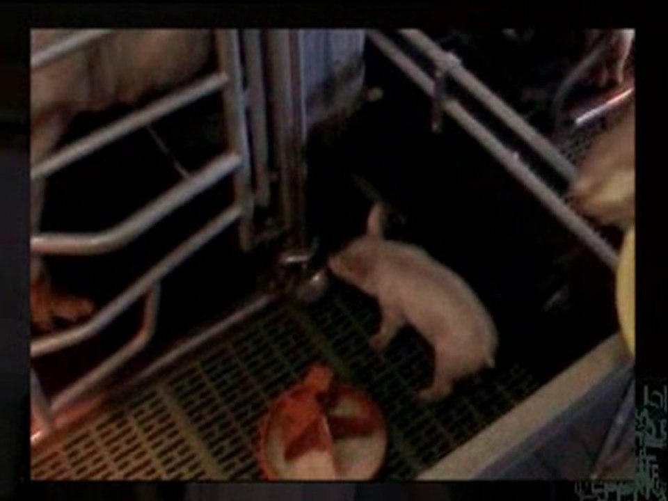 Découvrez FRIANDINE (Interview de Philippe GOUGEON)