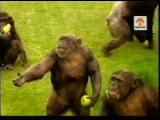 Comunicacion no verbal: Chimpances y humanos
