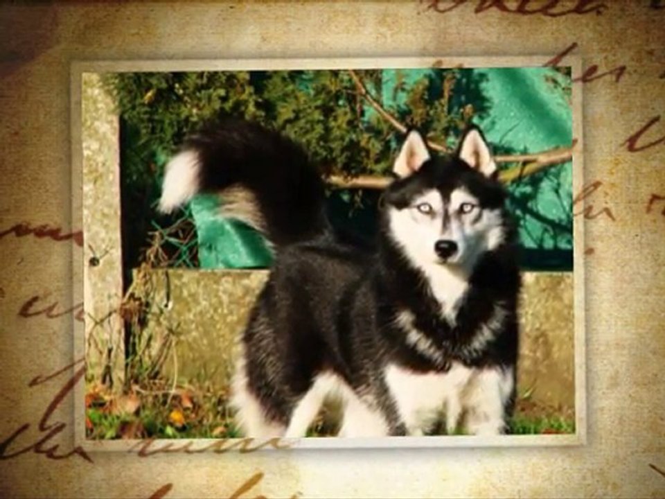 pub forum amour de husky